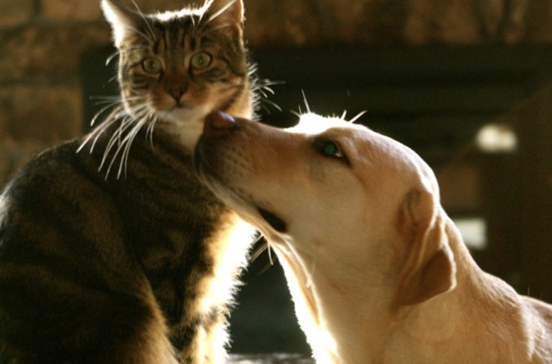 Dog sniffing Cat