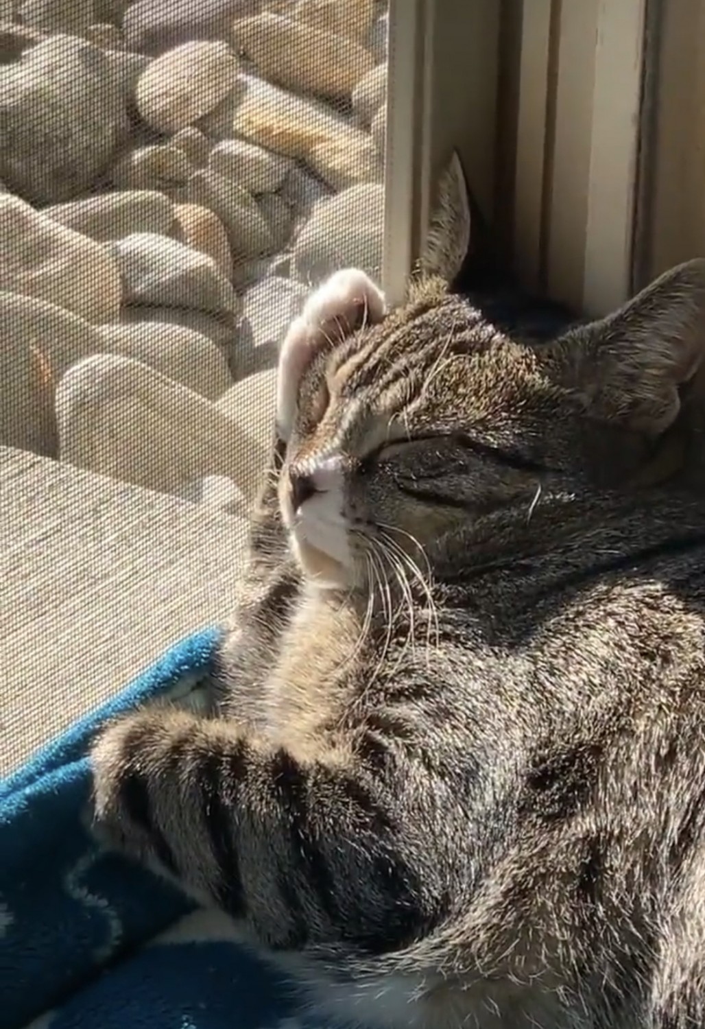 cat sleeping