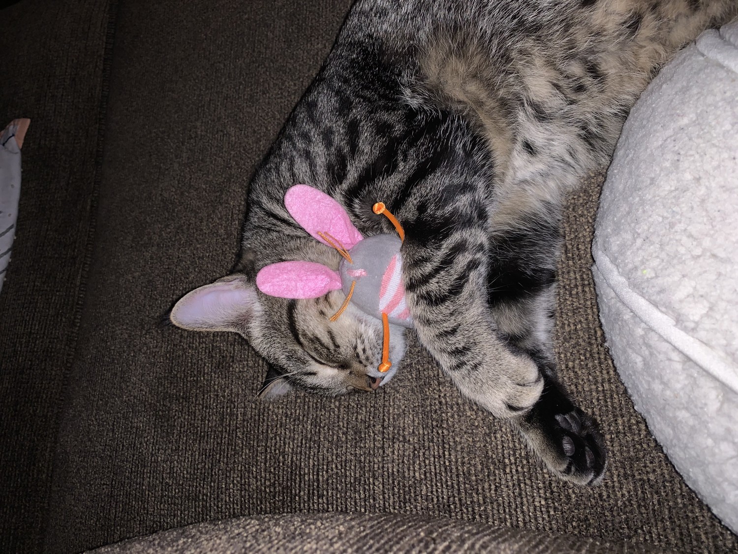 Cat Sleeping with Toy