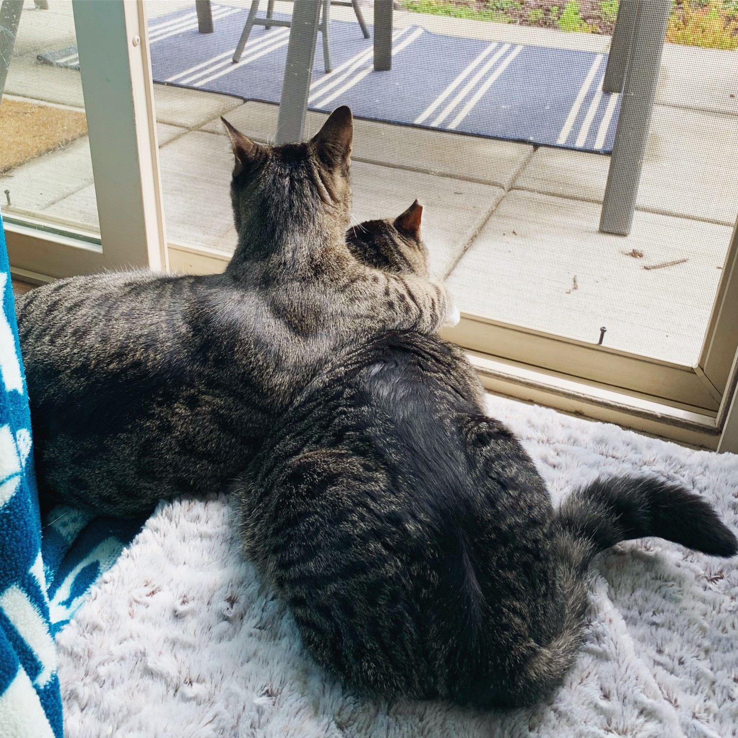 Two cats